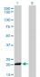 ISG20 Antibody (monoclonal) (M01)